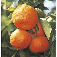 Image result for Citrus reticulata