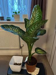 Image result for beautiful dieffenbachia