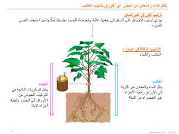 التغذية عند النباتات والحيوانات Ppt تنزيل