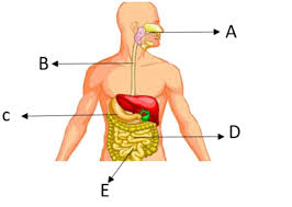 Check spelling or type a new query. Latihan Soal Sistem Pencernaan Biology Quiz Quizizz