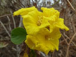 Image result for Cordia mukuensis