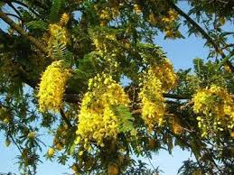 Image result for Cassia ferruginea