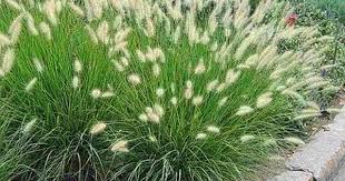 Little Bunny Dwarf Fountain Grass Sun 10 12 Hw Blooms Late Summer Through Fall Pampasgras Garten Pflanzen Landschaftsbau Mit Steinen