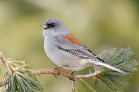 Dark-eyed Juncos, Backyard Gems, Come in a Dazzling Array of Colors |  Audubon