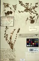 Image result for Polycarpon prostratum