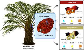 Image result for Elaeis