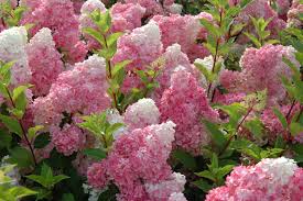 Fast growing flowering bush zone 5. 5 Gorgeous Flowering Shrubs To Plant This Fall That Will Thrive In The Springtime Best Flowers To Plant In Fall