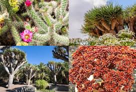 Las Islas Canarias Que Bonito Botanical Garden Gran Canaria