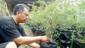 Jual beli pohon bonsai beringin online terlengkap, aman & nyaman di tokopedia lengkapi kebutuhan rumah anda dengan pohon bonsai beringin terbaik & berkualitas di tokopedia! Berbunga Dan Berduri Normal 4 Tahun Bisa Ikut Kontes