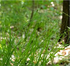 Image result for Pycnostachys orthodonta