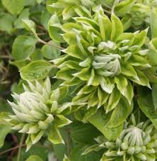 Frequently asked questions about green passion. Taylors Clematis