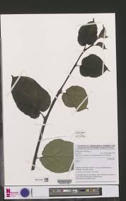 Image result for Urera gravenreuthii