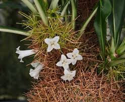Image result for Entada chrysostachys