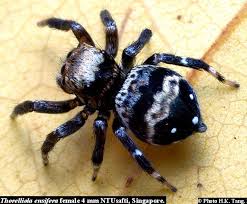 Black And White Jumping Spider Texas Thorelliola Ensifera Female Singapore Jumping Spider Spider Species Pet Spider
