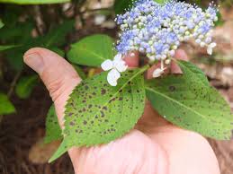 Image result for Cercospora hydrangea