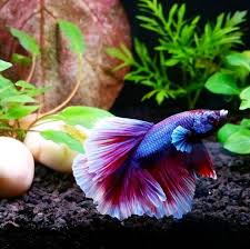 Your Aquarium Is A Delicately Balanced Ecosystem This Guide Will Tell You What You Need To Know About Proper Water Care Pho Betta Fish Fish Betta Fish Types