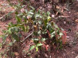 Image result for Helixanthera
