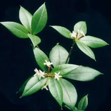 Image result for Alyxia