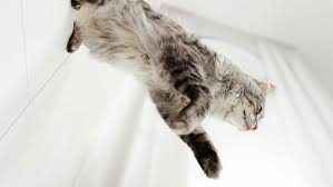 If your cat is carrying excess weight,. Do Cats Always Land On Their Feet Purina