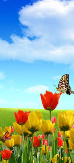 Tulips And Butterflies Flowers Photography Wallpaper Flowers Photography Yellow Tulips