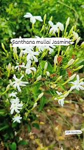 Image result for Jasminum fluminense
