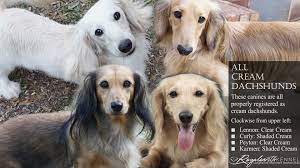 We did not find results for: About Real English Cream Dachshunds And Why It S Important To Know Before You Buy Royalworth Kennel