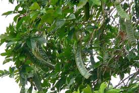 Check spelling or type a new query. Frozen Your Taste Buds With Low Fat Ice Cream Bean Fruit Blog Nurserylive Com Gardening In India