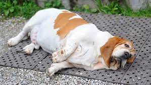 We did not find results for: Dog Obesity Causes How To Tell If Your Dog Is Overweight Dogtime