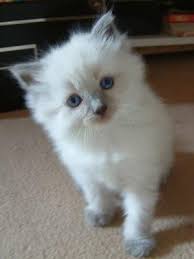 Here Is One Of My Cats Short Haired Breed The Father Is My Ragdoll Cat And The Mother Was My Grey Solid Sho Kittens Cutest Kittens Cutest Baby Kitten Pictures