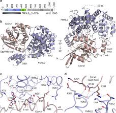 Gtp binding stimulates the activity of rac/cdc42, and the hydrolysis of gtp to gdp through the protein's intrinsic gtpase activity, rendering it inactive. The Structure Of Fmnl2 Cdc42 Yields Insights Into The Mechanism Of Lamellipodia And Filopodia Formation Nature Communications