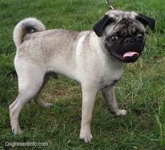 Then that means that the width and height of the element (defined here as 4em x 4em) would compute to 80px x 80px (20px * 4. Pug Dog Breed Pictures 4