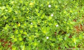 Image result for Ruellia patula