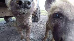 Cute and Curious - Spotted hyena cubs in the Ngorongoro Crater - YouTube