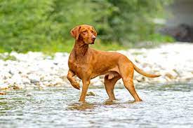 Check spelling or type a new query. Male Vs Female Vizsla Which Is Better Bubbly Pet