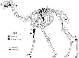 Another theory is that males with longer/stronger necks win the frequent 'neck battles' for mating rights so passing on the long neck genes fails to whatever the reason, giraffes are an extraordinary animal and for humans to possess the same number of bones in their neck is one of nature's wonders! 6 Yala Camelus Dromedarius Representation Of Skeletal Parts Camel Download Scientific Diagram