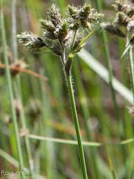 Image result for Fuirena pubescens