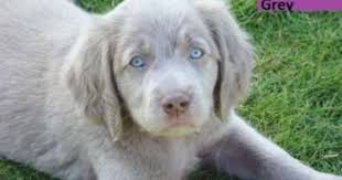 If you are unable to find your doberman pinscher puppy in our puppy for sale or dog for sale sections, please consider looking thru thousands of doberman pinscher dogs for adoption. Free Classifieds Hoobly Classifieds Lab Puppies Cute Little Animals Puppies