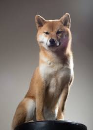 21 Times Zelda The Shiba Deeply Understood You Shiba Inu Shiba Japanese Dogs