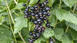 Die größten chancen eine solche pflanze zu entdecken hat man in auwäldern. Johannisbeeren Pflanzen Pflegen Und Schneiden Ndr De Ratgeber Garten Nutzpflanzen