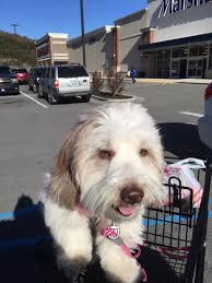 Pet psychic knew secrets about my late dog and helped me overcome her  death'