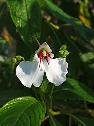 Image result for Impatiens tinctoria