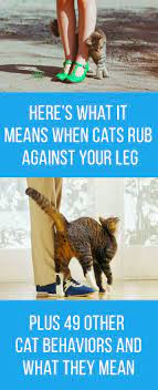 50 Cat Behaviors Explained Catbehavior Cat Behavior Cat Behavior Facts Cat Care
