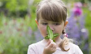 Elle peut agrémenter vos sauces, plats et desserts. Peut On Donner De La Tisane Aux Enfants Et Aux Bebes