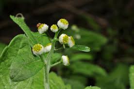 Image result for Dichrocephala