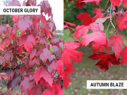 The red sunset maple is larger than the october glory maple and that's the first thing that sets them apart. October Glory Maple Vs Autumn Blaze Differences And Similarities World Of Garden Plants