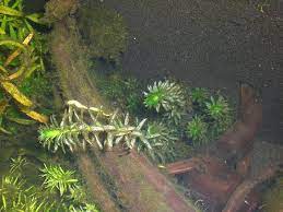 Laugensturz im zusammenhang mit biogener entkalkung gelesen habe. Mangelerscheinung Aquarium Forum