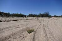 Image result for Lophiocarpaceae