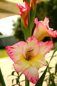 Gladiolus Birth Month Flowers Birth Flowers August Birth Flower