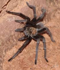 Giant Spider Zion National Park Utah Zion National Park Utah Utah National Parks