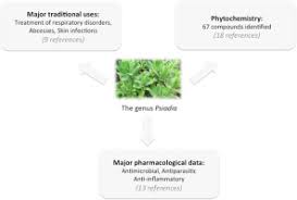 Image result for Psiadia punctulata